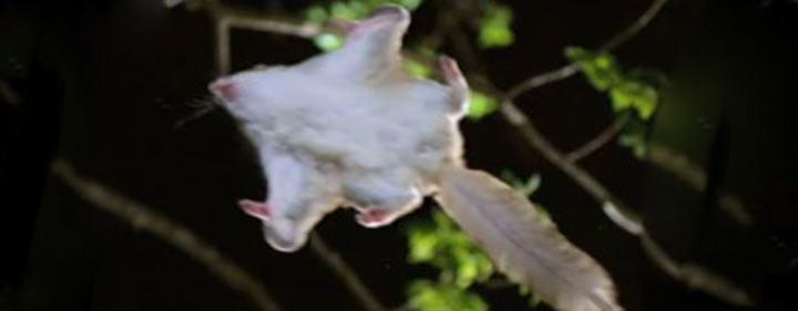 How can You Kill A Flying Squirrel?