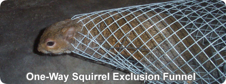 flying squirrel trap, flying squirrel traps, flying squirrel cage