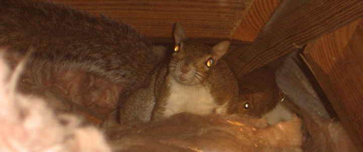 How to Get Squirrels Out of the Attic & Your House