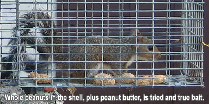 Best Squirrel Trap  Kinds of Squirrel Traps
