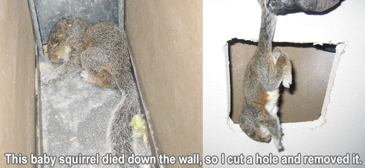 Squirrel In The Wall How To Get Squirrels Out Of The Walls